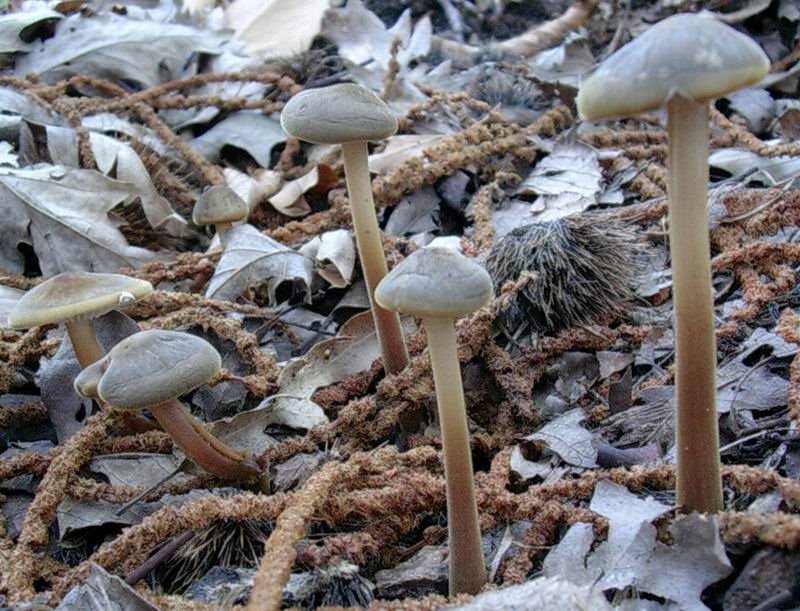 1883 Febbraio vecchio ritrovamento